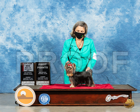 Yorkshire Terrier #12 Sun BOS Judge Dr Steve Keating_MMJ_1135_Mdlnd21_HR3