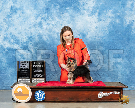 Yorkshire Terrier #9 Sun BOW Judge Dr Steve Keating_MMJ_1119_Mdlnd21_HR3