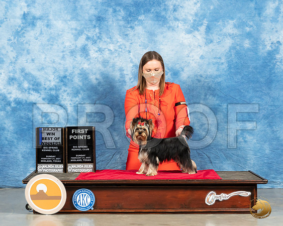 Yorkshire Terrier #9 Sun BOW Judge Dr Steve Keating_MMJ_1124_Mdlnd21_HR3