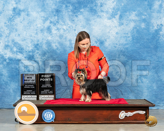Yorkshire Terrier #9 Sun BOW Judge Dr Steve Keating_MMJ_1125_Mdlnd21_HR3