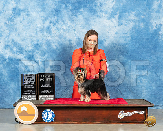 Yorkshire Terrier #9 Sun BOW Judge Dr Steve Keating_MMJ_1127_Mdlnd21_HR3