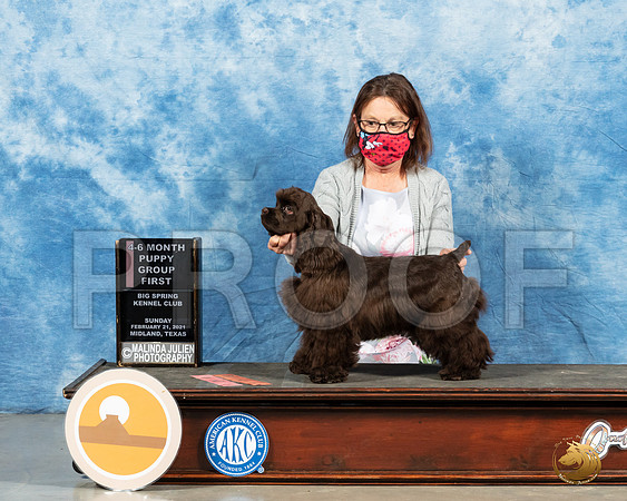 Cocker Spaniel ASCOB #10 Sun BOV Judge Dr Erik Liebes_MMJ_1402_Mdlnd21_HR3