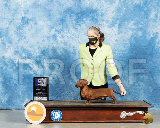 Dachshund Smooth #7 Sun BOW Judge Dr Erik Liebes_MMJ_1396_Mdlnd21_HR3