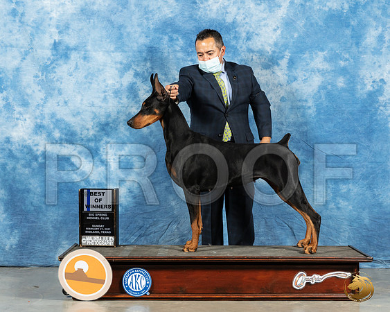 Doberman Pinscher #18 Sun BOW Judge?_MMJ_1323_Mdlnd21_HR3
