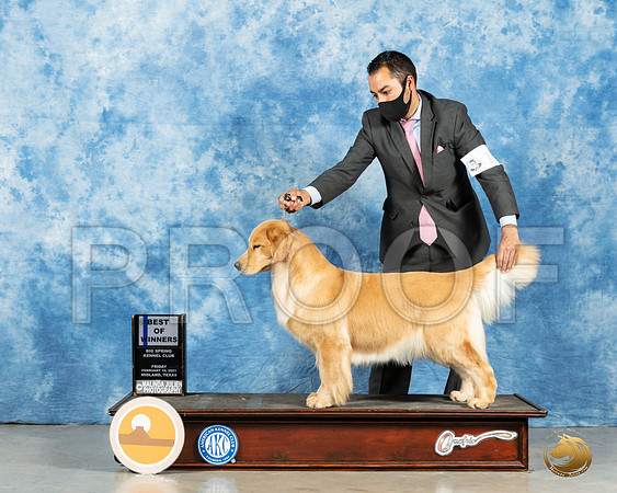Golden Retriever #? Sun BOW Judge?_MMJ_1446_Mdlnd21_HR3