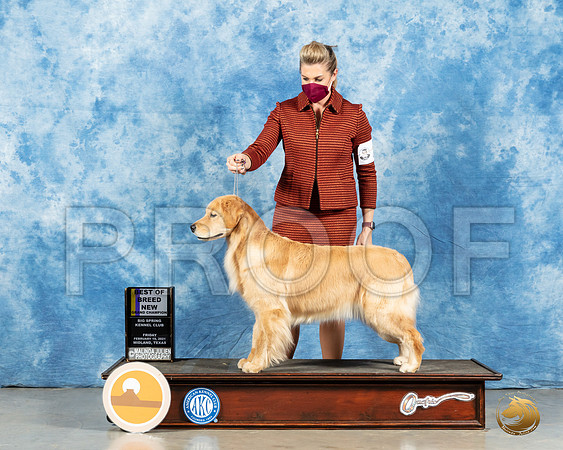 Golden Retriever #26 Sun BOB  Judge Elizabeth Muthard_MMJ_1433_Mdlnd21_HR3