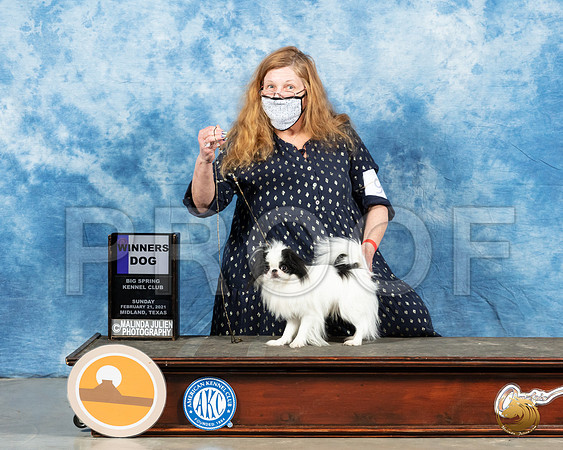 Japanese Chin #9 Sun WD Judge John Booth_MMJ_1371_Mdlnd21_HR3