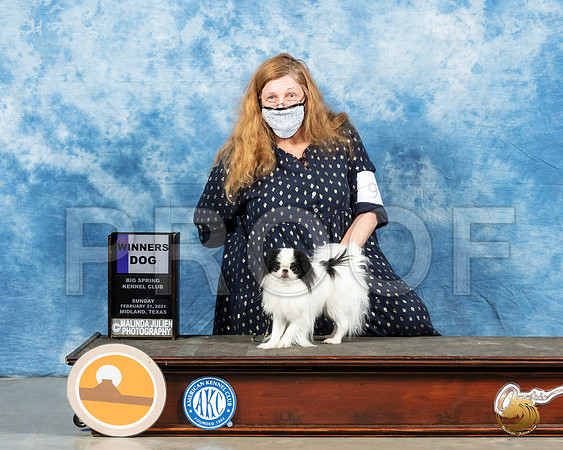 Japanese Chin #9 Sun WD Judge John Booth_MMJ_1376_Mdlnd21_HR3