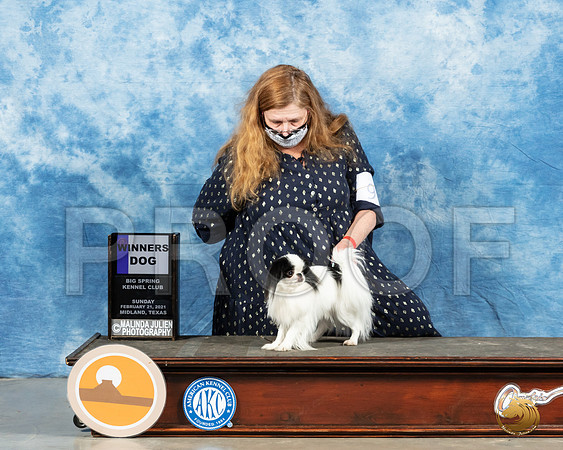 Japanese Chin #9 Sun WD Judge John Booth_MMJ_1377_Mdlnd21_HR3