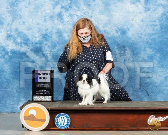 Japanese Chin #9 Sun WD Judge John Booth_MMJ_1380_Mdlnd21_HR3