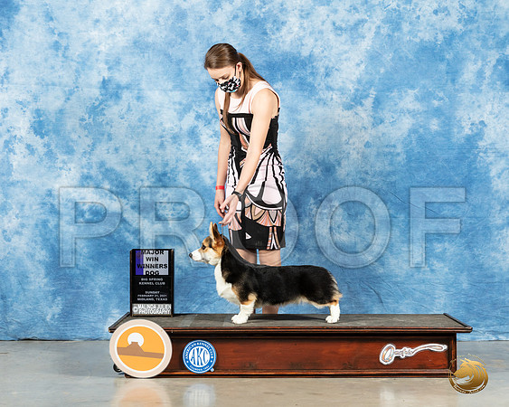 Pembroke Welsh Corgi #15 Sun WD Judge Jane Meyers 2_MMJ_1383_Mdlnd21_HR3