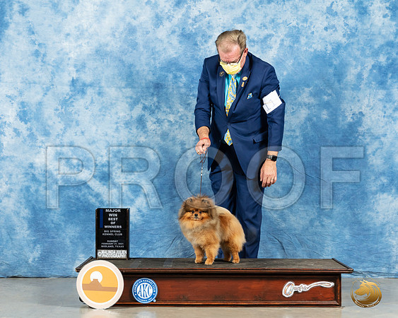 Pomeranian #11 Sun BOW Judge Dr Steve Keating_MMJ_1468_Mdlnd21_HR3