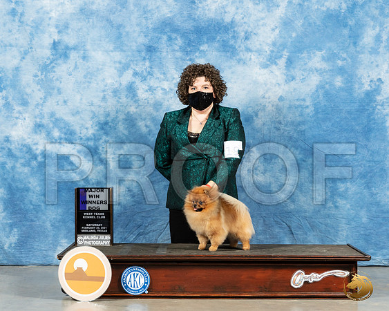 Pomeranian #19 Sun WD Judge Ted Eubanks_MMJ_1480_Mdlnd21_HR3