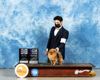 Pomeranian #28 Sun BOS Judge Dr Steve Keating