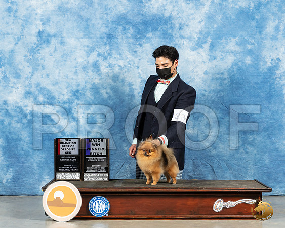 Pomeranian #28 Sun BOS Judge Dr Steve Keating_MMJ_1473_Mdlnd21_HR3