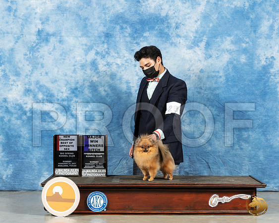 Pomeranian #28 Sun BOS Judge Dr Steve Keating_MMJ_1476_Mdlnd21_HR3