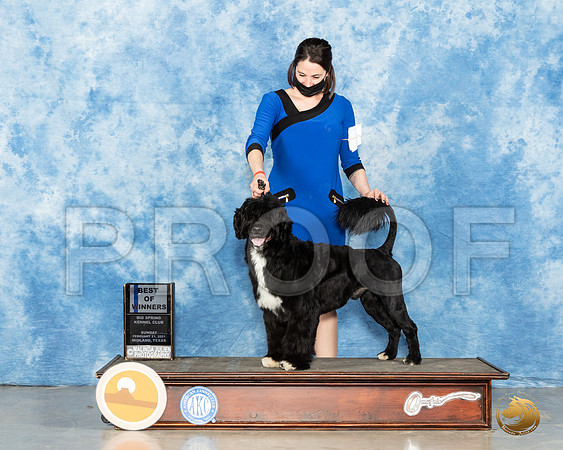 Portuguese Water Dog #7 Sun BOW Judge Harold Tatro_MMJ_1331_Mdlnd21_HR3