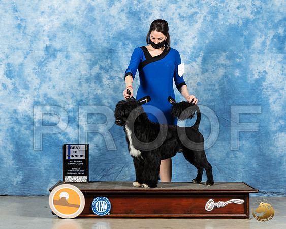 Portuguese Water Dog #7 Sun BOW Judge Harold Tatro_MMJ_1334_Mdlnd21_HR3