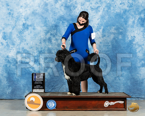 Portuguese Water Dog #7 Sun BOW Judge Harold Tatro_MMJ_1340_Mdlnd21_HR3