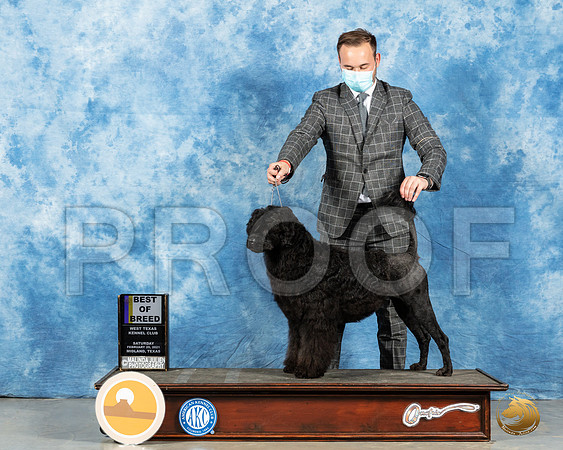 Portuguese Water Dog #9 SAT BOB Judge Dr Erik Liebes_MMJ_1389_Mdlnd21_HR3