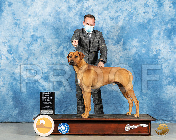 Rhodesian Ridgeback 23 Sun WB Judge Kimberly Meredith_MMJ_1457_Mdlnd21_HR3