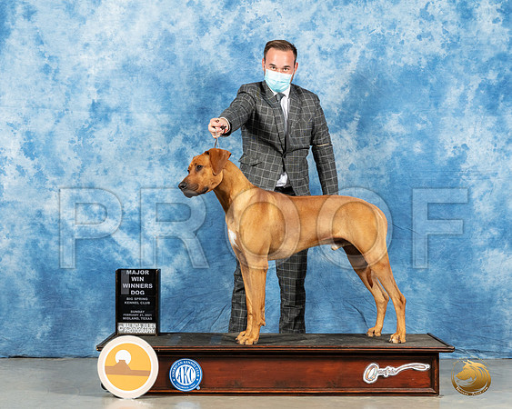 Rhodesian Ridgeback 23 Sun WB Judge Kimberly Meredith_MMJ_1461_Mdlnd21_HR3