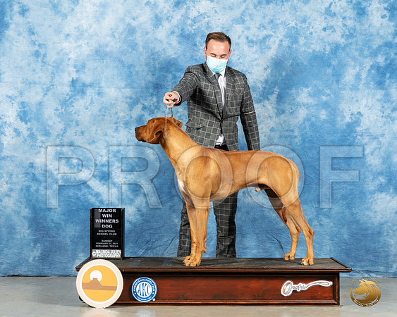 Rhodesian Ridgeback 23 Sun WB Judge Kimberly Meredith_MMJ_1463_Mdlnd21_HR3