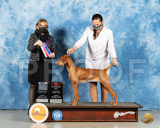 Vizsla #24 Sum BOW Judge Jane Meyer_MMJ_1429_Mdlnd21_HR3