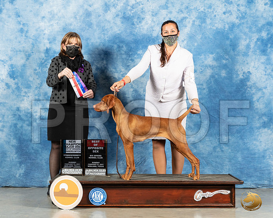 Vizsla #24 Sum BOW Judge Jane Meyer_MMJ_1431_Mdlnd21_HR3