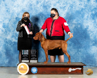 Vizsla #5 Sun SB Judge Jane Meyers