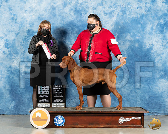 Vizsla #5 Sun SB Judge Jane Meyers_MMJ_1442_Mdlnd21_HR3