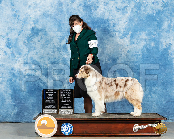 Australian Shepherd #74 Sun RESHOOT _MMJ_1622_Mdlnd21_HR3