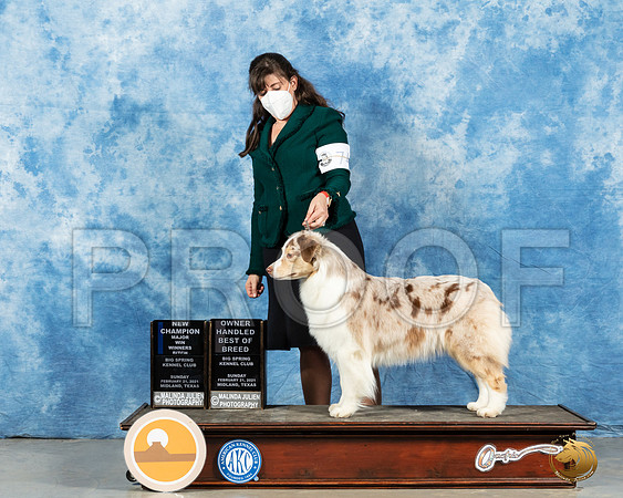 Australian Shepherd #74 Sun RESHOOT _MMJ_1623_Mdlnd21_HR3