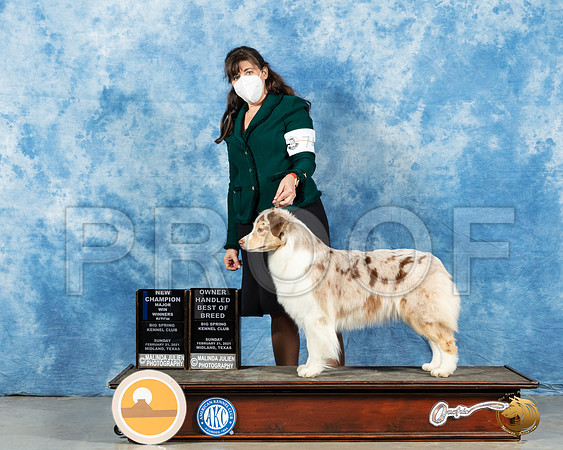 Australian Shepherd #74 Sun RESHOOT _MMJ_1625_Mdlnd21_HR3