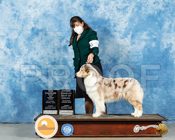 Australian Shepherd #74 Sun RESHOOT _MMJ_1628_Mdlnd21_HR3