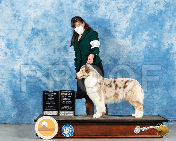 Australian Shepherd #74 Sun RESHOOT _MMJ_1629_Mdlnd21_HR3