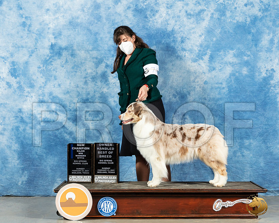 Australian Shepherd #74 Sun RESHOOT _MMJ_1630_Mdlnd21_HR3
