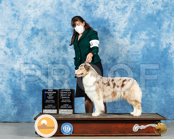 Australian Shepherd #74 Sun RESHOOT _MMJ_1631_Mdlnd21_HR3