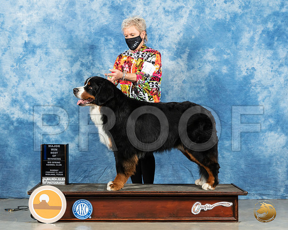Bernese Mountain Dog #11 Sun BOW Judge Harold Tatro_MMJ_1547_Mdlnd21_HR3
