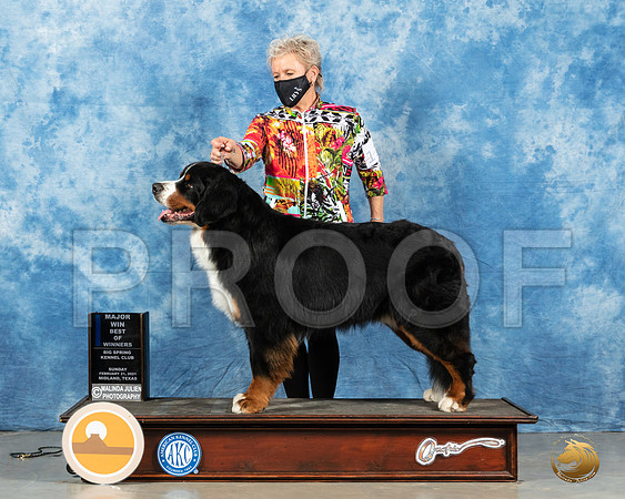 Bernese Mountain Dog #11 Sun BOW Judge Harold Tatro_MMJ_1548_Mdlnd21_HR3