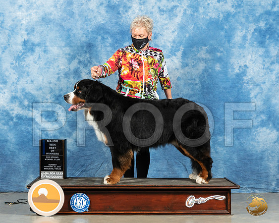 Bernese Mountain Dog #11 Sun BOW Judge Harold Tatro_MMJ_1549_Mdlnd21_HR3