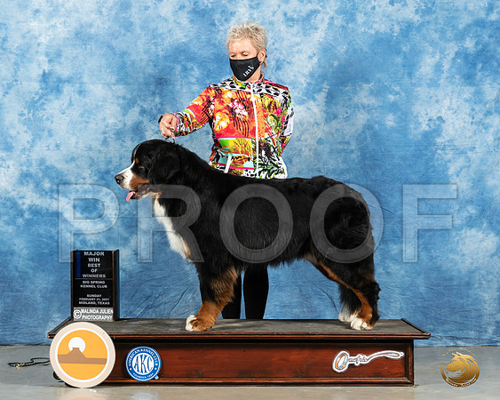 Bernese Mountain Dog #11 Sun BOW Judge Harold Tatro_MMJ_1550_Mdlnd21_HR3