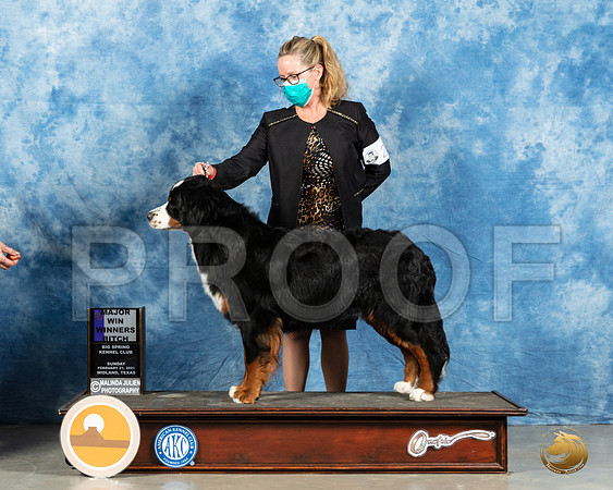 Bernese Mountain Dog #22 Sun WB Judge Harold Tatro_MMJ_1538_Mdlnd21_HR3