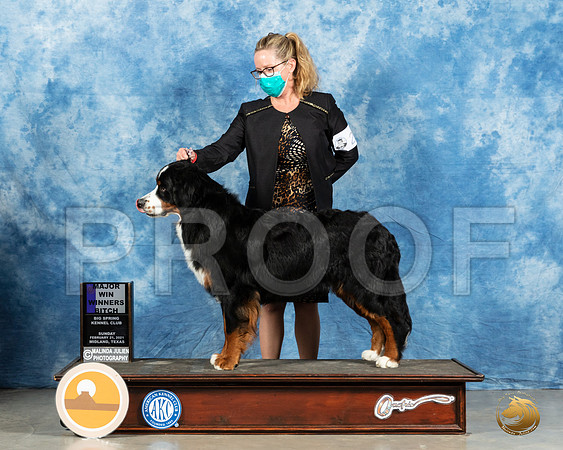 Bernese Mountain Dog #22 Sun WB Judge Harold Tatro_MMJ_1539_Mdlnd21_HR3