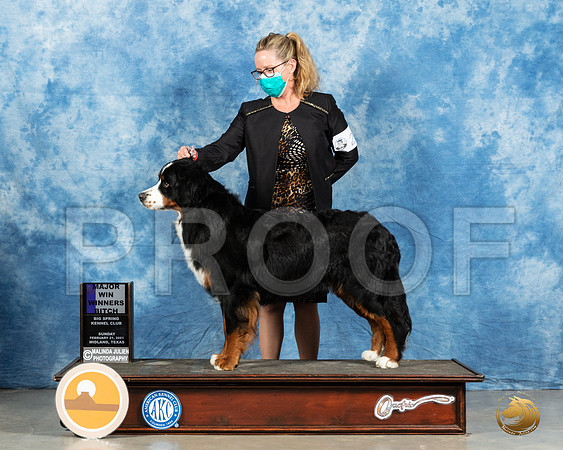 Bernese Mountain Dog #22 Sun WB Judge Harold Tatro_MMJ_1540_Mdlnd21_HR3