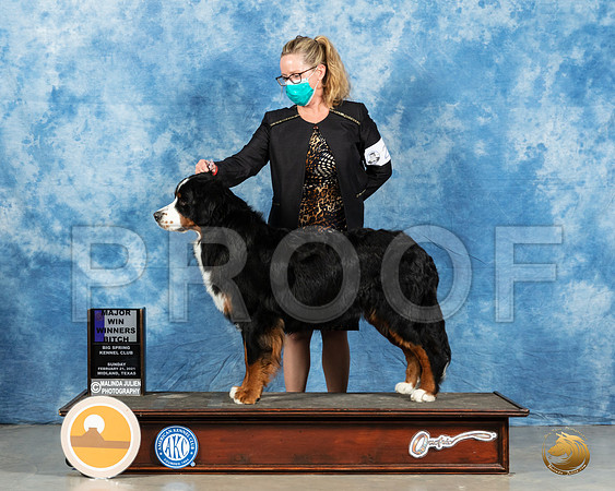 Bernese Mountain Dog #22 Sun WB Judge Harold Tatro_MMJ_1541_Mdlnd21_HR3