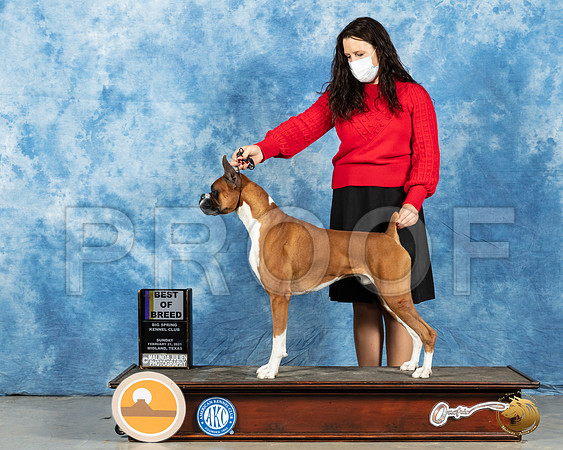 Boxer #35 Sun BOB Judge Carolyn Herbel_MMJ_1554_Mdlnd21_HR3