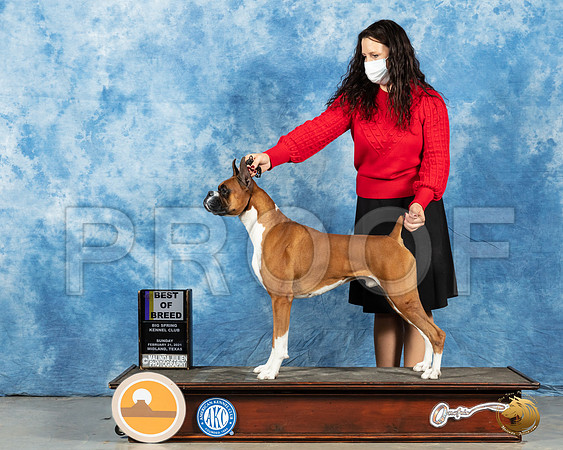 Boxer #35 Sun BOB Judge Carolyn Herbel_MMJ_1556_Mdlnd21_HR3