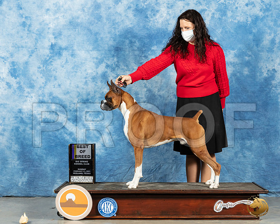 Boxer #35 Sun BOB Judge Carolyn Herbel_MMJ_1559_Mdlnd21_HR3