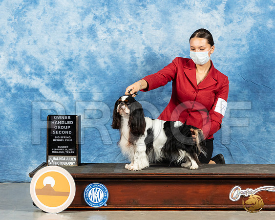 English Toy Spaniel #9 Sun OH2 Judge Dr Steve Keating_MMJ_1494_Mdlnd21_HR3
